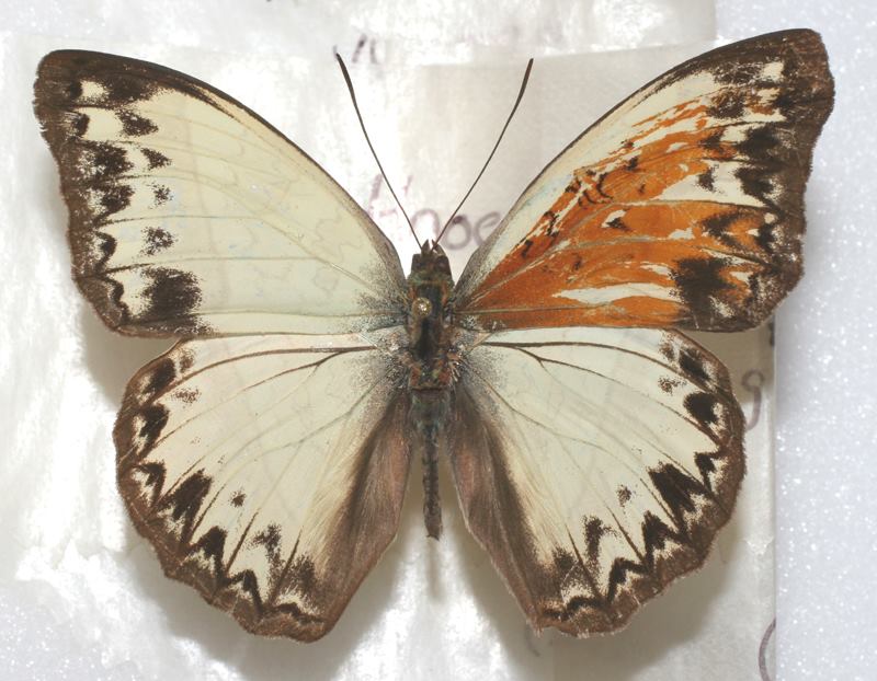 Cymothoe caenis (gynandromorph) (Internet Image property of respective owner, non-commercial use only)